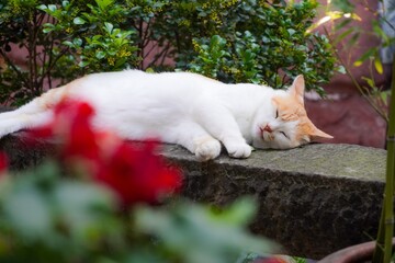 cat in the garden © 红 李