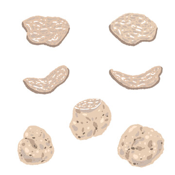 White Truffle Mushroom Variation Set Hand Drawn Vector Illustration