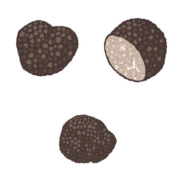 Black Truffle Whole and Cross Section Hand Drawn Illustration