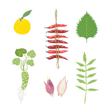 Symmetrical Arrangement of Fresh Wasabi Ginger and Myoga Roots