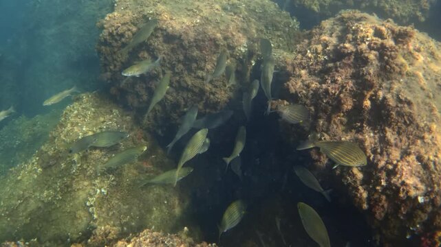 Sarpa salpa fish swimming together in a school, exploring a rocky reef habitat in the clear underwater ocean environment