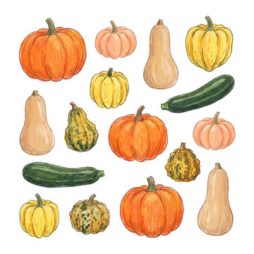 Diverse watercolor illustration set of autumn harvest vegetables: pumpkins, gourds, and zucchini.