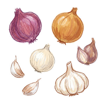 Detailed watercolor illustration of various types of onions and garlic, isolated on a transparent background.