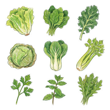 Hand drawn watercolor collection of fresh leafy green vegetables.