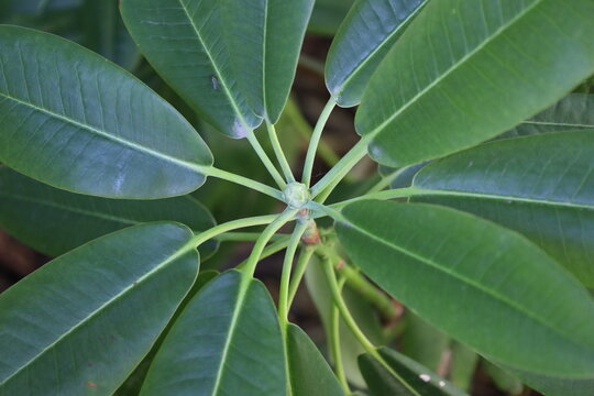 whorled leaf arrangement Blackboard tree, glossy oblong-obovate green leaves radiating symmetrically (Alstonia scholaris) (macro, close-up, top-down-view, shade) 6093