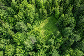 Fototapeta premium Dense summer forest canopy with meadow clearing in Finland, nature and environment concept