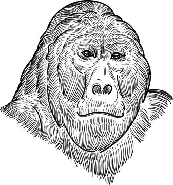 full face gorilla head sketch drawing style artwork