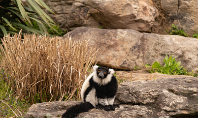 Naklejka premium Black and White Ruffed Lemur Sitting on a Rock