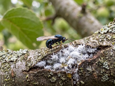Black Wasp Insect Laying Egg on Infested Tree Branch with White Fluffy Mealybugs