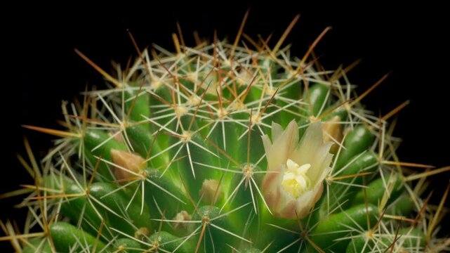 Cactus flower opening time-lapse, isolated on clean background.