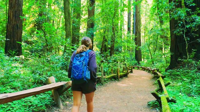 Female Hiker Walking on Pathway Through Coastal Redwood Forest, Armstrong Redwoods State Natural Reserve, Guerneville, California, USA