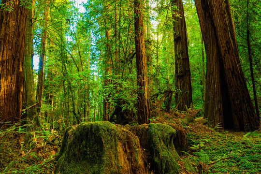 Moss Covered Redwwod Stump in Coastal Redwood Forest, Armstrong Redwoods State Natural Reserve, Guerneville, California, USA