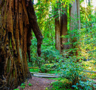 The Famous Icicle Tree, Coastal Redwood Forest, Armstrong Redwoods State Natural Reserve, Guerneville, California, USA