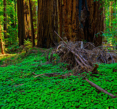 Clover Like Redwood Sorrel Covering The Forest Floor in Coastal Redwood Forest, Armstrong Redwoods State Natural Reserve, Guerneville, California, USA