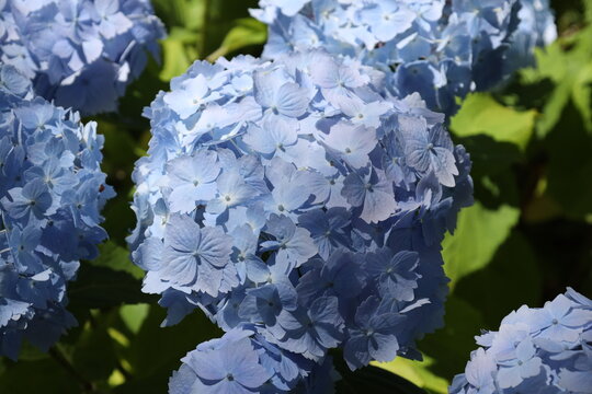 cluster large ball-shaped blue mophead flowers, bigleaf hydrangea featuring soft periwinkle-blue petals (Hydrangea-macrophylla) (macro, close-up, mixed-sun-shade) 6130