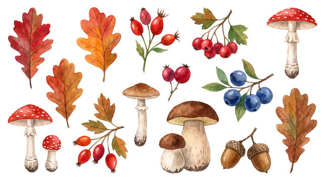 Autumn Harvest Collection of Forest Elements.