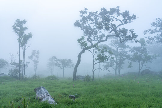 Siam tulips blooming in the foggy mountain forest, Thailand
