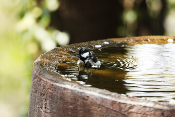 A Japanese Tit is bathing in a stone basin where cherry blossom petals are floating. © toritori_moumou