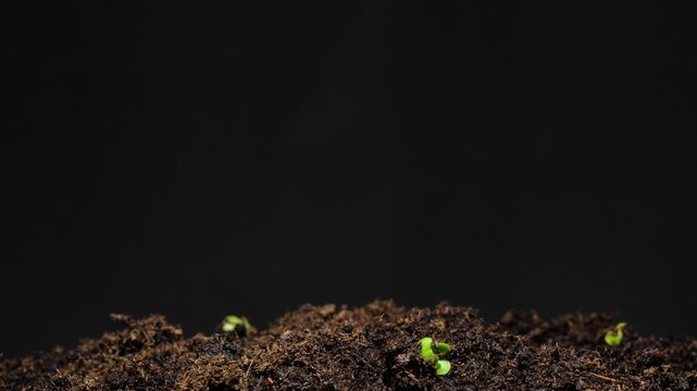 Growing plants time-lapse on dark fertile soil, symbol of business growth and success.