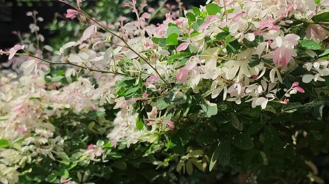 Lush Variegated Leaves with White Pink and Green Foliage in Sunlight
