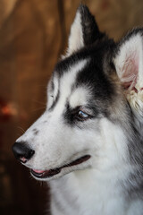 Siberian Husky Profile with Gray and White Fur Highlighting Distinctive Nordic Breed Features © Mel