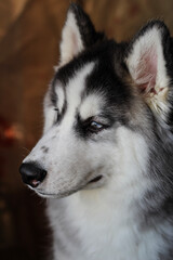 Siberian Husky Profile with Gray and White Fur Highlighting Distinctive Nordic Breed Features © Mel