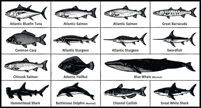 Marine sea life fish and mammal identification guide black silhouette infographic chart containing labels vector collection