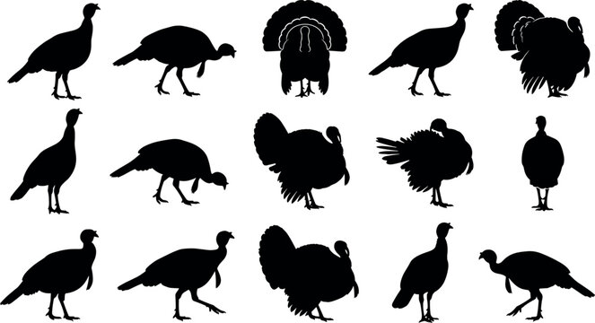 Set of black silhouette turkeys collection in various poses isolated on white background vector illustration