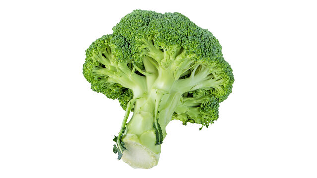 Fresh green broccoli head isolated on white background with broccoli vegetable nutrition isolated background
