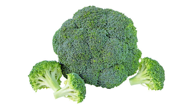 Fresh green broccoli head and florets isolated on white background with broccoli vegetable nutrition isolated