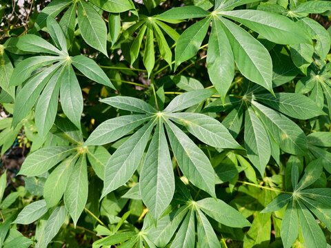 Lush green cassava leaves patterns filling the frame under natural daylight.