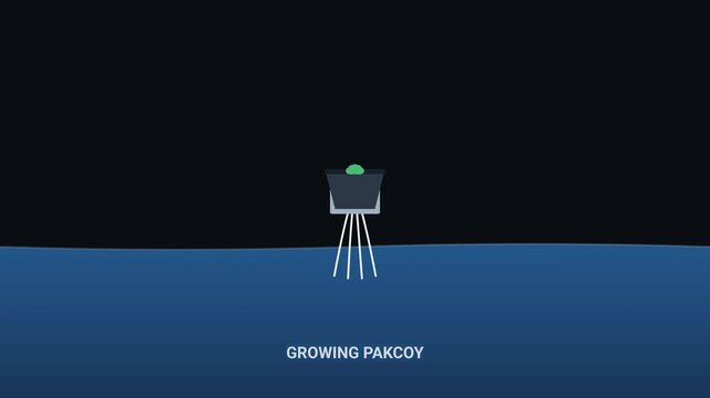 Animation of Hydroponic Pak Choi Plant Growth