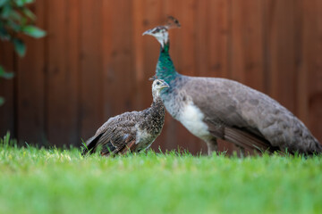 Fototapeta premium Indian peafowl (Pavo cristatus), aka common or blue peafowl, living feral in a Florida neighborhood. Males are peacocks, females are peahens, and offspring are peachicks. Peahen & peachick shown here.