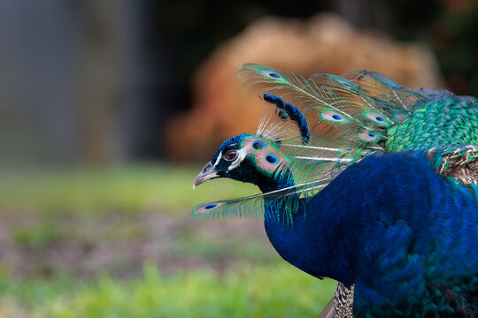 Indian peafowl (Pavo cristatus), aka common or blue peafowl, living feral in a Florida neighborhood. Males (shown here) are peacocks, females are peahens, and offspring are peachicks.