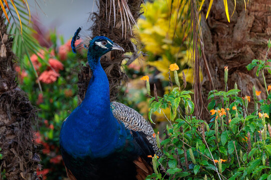 Indian peafowl (Pavo cristatus), aka common or blue peafowl, living feral in a Florida neighborhood. Males (shown here) are peacocks, females are peahens, and offspring are peachicks.