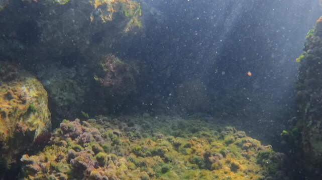 Sarpa salpa fish swimming next to rocks and algae on a shallow reef, with sunlight filtering through the water
