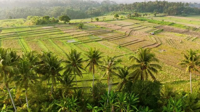 Wide aerial drone video of vast rice fields and coconut trees in Tabanan Bali Indonesia. Shows green and golden rice paddies and farmland patterns in the morning sunlight with soft mist