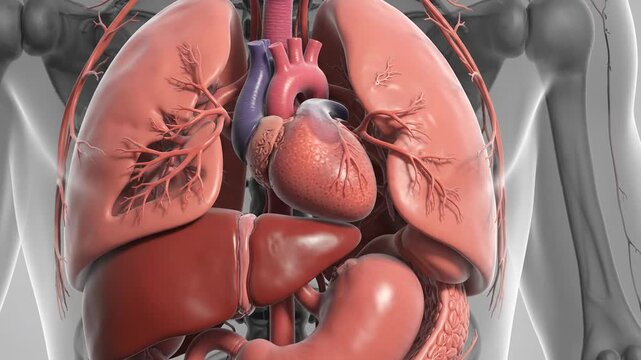 Medical 3d visualization of human internal organs and anatomy