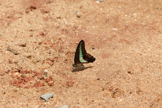 A butterfly foraging for food on the ground.