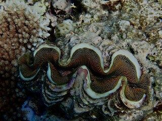 Close up of giant clam mantle on the Great Barrier Reef © Alejandro