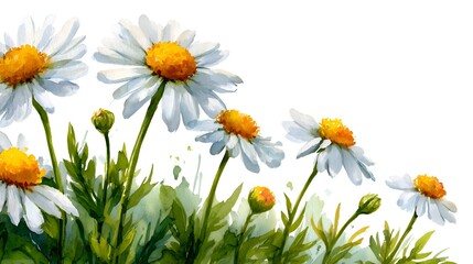 Obraz premium Watercolor daisies in bloom with green leaves and buds against a white background