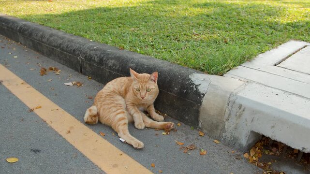 Ginger Tabby Cat Resting on Roadside Curb in Lumpini Park