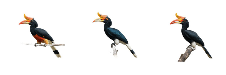 Set of Rhinoceros Hornbill Exotic Birds Perched on Branches Graphic Elements Transparent Background PNG Clipart Pack for Tropical Wildlife Designs © laskhar