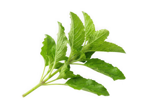 Fresh green basil herb sprig isolated on transparent background