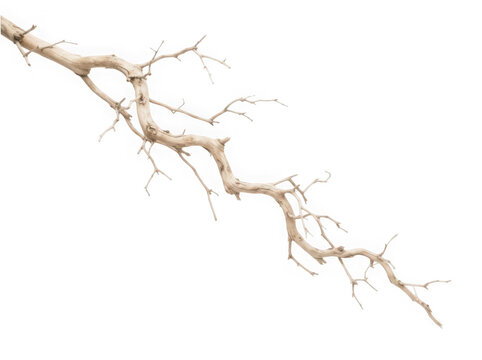 Dry bare tree branch isolated on transparent background for design