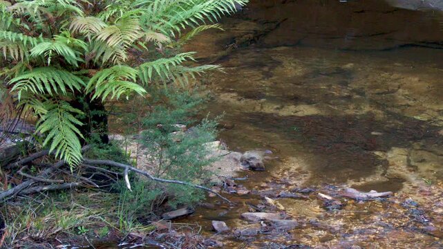 Gentle Stream Flowing Past Ferns in Wentworth Falls Australia