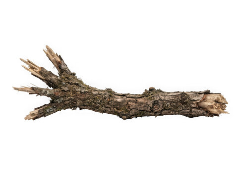 Broken piece of gnarled wood isolated on transparent background