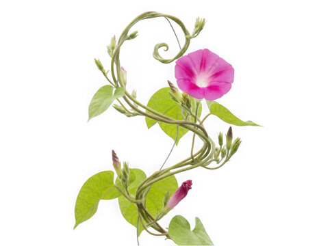Pink morning glory flower on vine isolated on transparent background