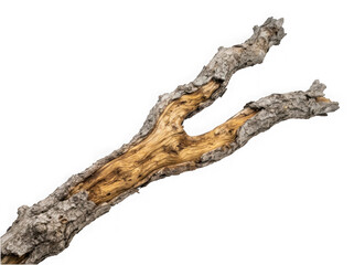 Fototapeta premium Weathered wooden tree branch with cracked bark isolated on transparent