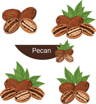 Realistic pecan nut illustration set with whole, cracked, and shelled pecans with green leaves isolated for healthy food, agriculture, and organic design